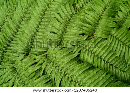 The left and right rows of fern green leaves are staggered upwards, full of pictures.