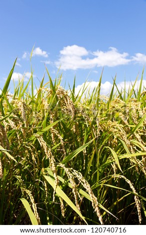 rice paddy field in September