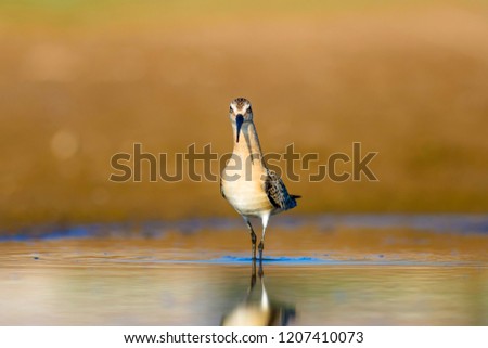 Water bird Sandpiper. Colorful natural background. Common water bird: Curlew Sandpiper. 