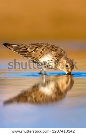 Water bird Sandpiper. Colorful natural background. Common water bird: Curlew Sandpiper. 