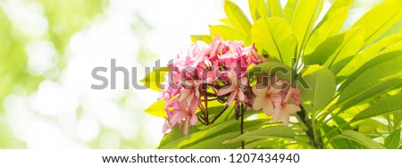 Nature pattern of blossoming color exotic rose pink Frangipani flower on soft green color in blur style for cards. Spring landscape of Pink Plumeria flower. Panorama of Bright colorful spring flowers