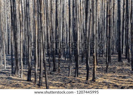 A pine forest after a heavy forest fire