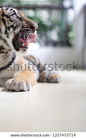 Little Tiger animal nature cute 
