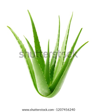 Aloe vera plant isolated on white background - clipping path included Royalty-Free Stock Photo #1207456240