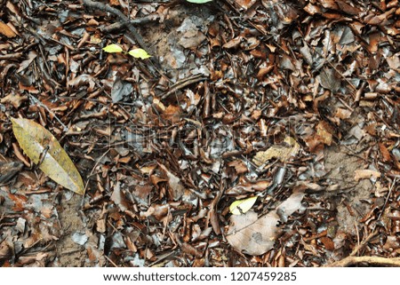 an image of fallen leaves on ground. wet cracked soil texture and background. Abstract ground. Natural abstraction. Grass. Nature background. Soil with debris.