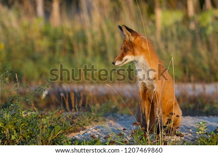 A cute, young, fiery, red fox cub sits, lit by the evening sun, against the background of grass. Look to the side. Evening light. One. Landscape.