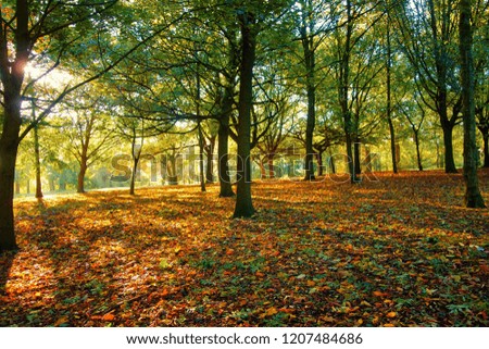 A colourful Autumn landscape.