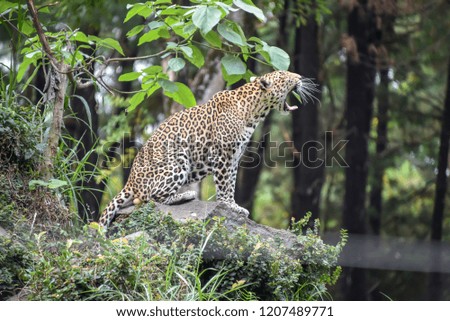 leopard - Panthera Pardus