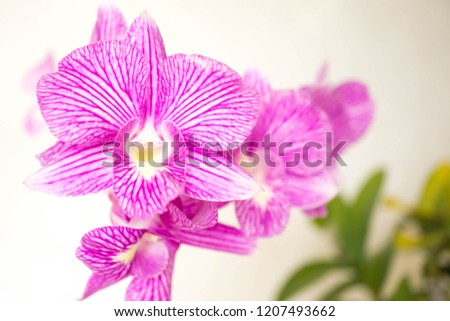 Close up pink orchid with leaves and branch on white wall background.