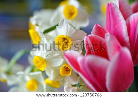 Tulip and Narcissus