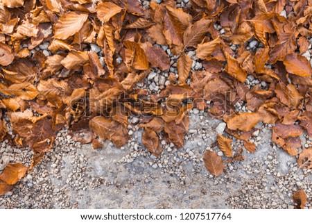Autumn leaves on concrete background