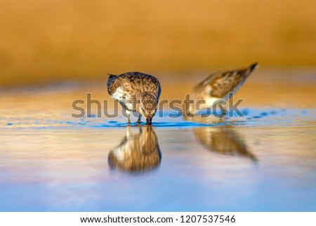 Water birds. Blue water, yellow sand background. Birds: Curlew Sandpiper. Calidris ferruginea.