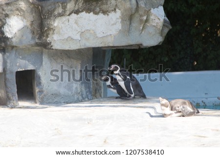 Penguin in a zoo