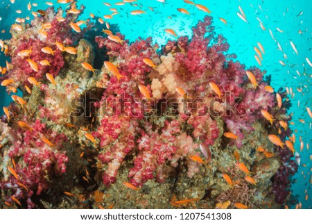 Sea goldie and softcoral
