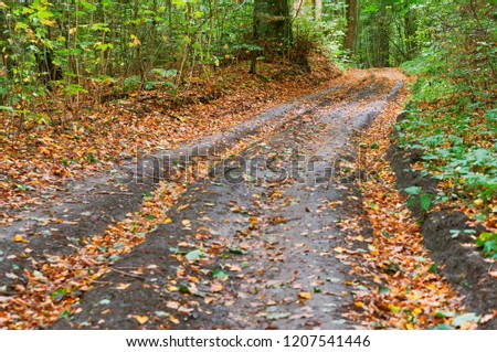 forest road in autumn leaves, autumn landscape, forest trail