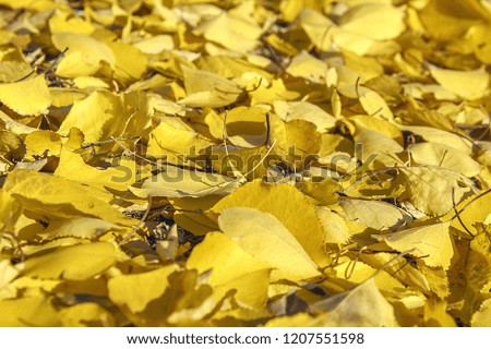 Autumn leaves. Golden charming autumn. Rug from the leaves