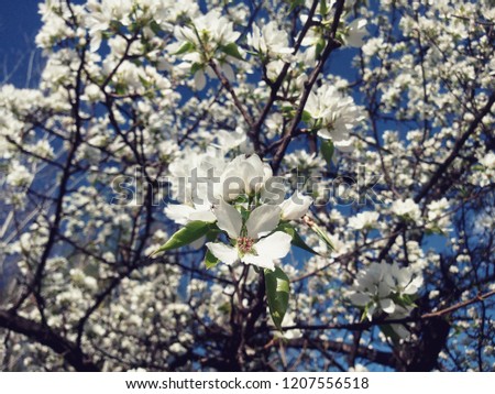flowering Pyrus communis