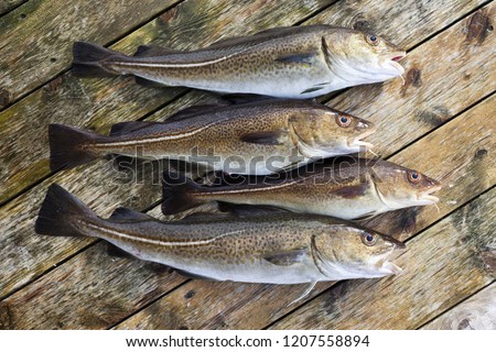 Closeup of four freshly caught atlantic cods on wooden planks