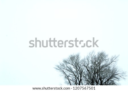 frost. winter landscape. tree crown on blue sky background. Suitable as a blank for greeting card or advertising.