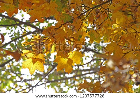 Fall Foliage Leaves Depend Run Autumn Maple Leaves. Beautiful autumn landscape with yellow trees and sun. Colorful foliage in the park. Falling leaves natural background