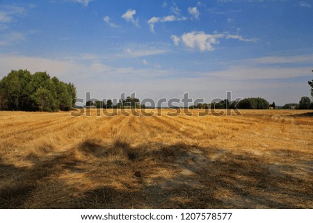 sky landscape environment Plant Field Land tranquil scene Royalty-Free Stock Photo #1207578577