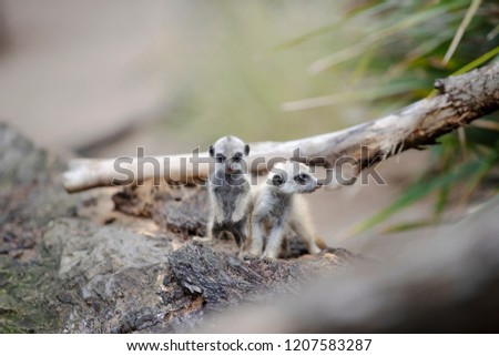 Two little cute meerkat pups closeup 