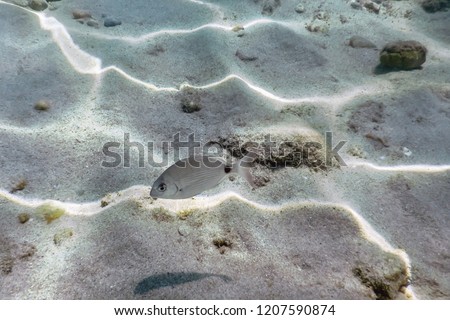 Sandy bottom, fish swimming underwater Annular sea bream (Diplodus annularis)