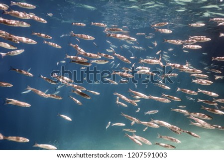Fish School Underwater. Fishes underwater background.