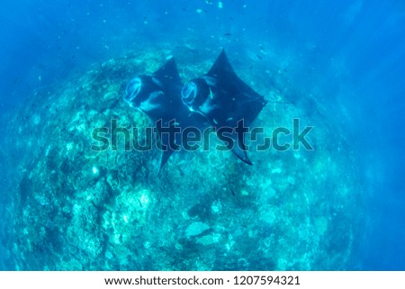 Manta rays in the ocean. Pictures were taken near Bali.