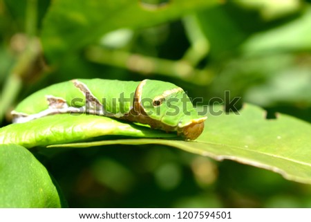 tropical green caterpillar