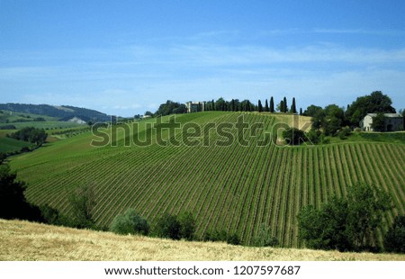 The vineyard on the hillside is still young, but the hot summer sun will make it grow and will produce much fruit.