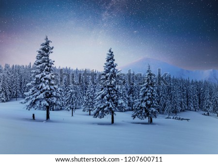 Dairy Star Trek in the winter woods. Dramatic and picturesque scene. In anticipation of the holiday. Carpathian Ukraine.