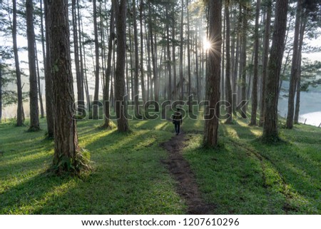 A lonely man discover in the pine forest with magic of the sunlight, sunrays, green grass at the sunrise. Best of landscape picture use for advertising, tourist, travel, design and more