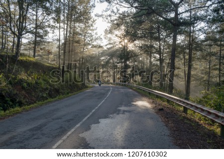 A lonely man discover in the pine forest with magic of the sunlight, sunrays, green grass at the sunrise. Best of landscape picture use for advertising, tourist, travel, design and more