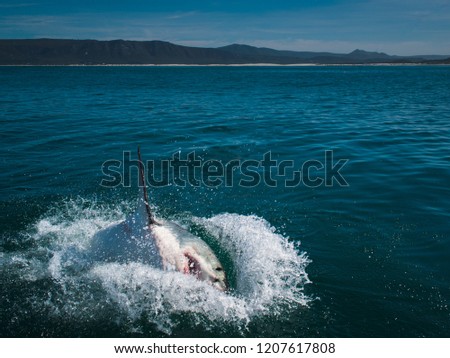 Great white shark, Carcharodon carcharias