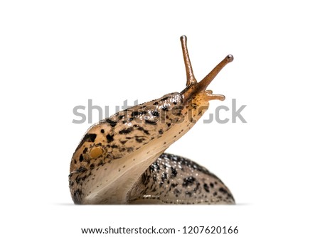 Limax maximus, literally, 'biggest slug', known by the common names great grey slug and leopard slug, in front of white background Royalty-Free Stock Photo #1207620166