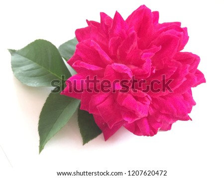 So sweet pink rose blooming with white background.