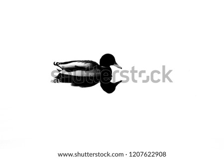 Black and white duck on water silhouette