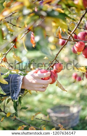 man is picking red apples from trees and put it into wooden box
