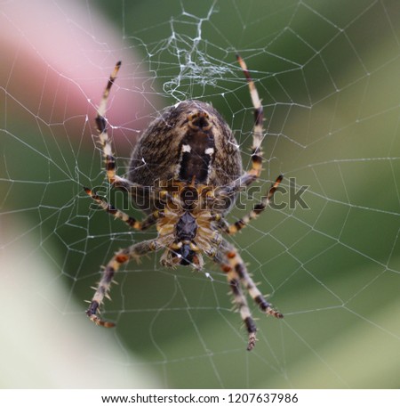 Garden spider hanging on it's web
