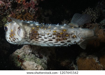 Puffer fish at the Red Sea