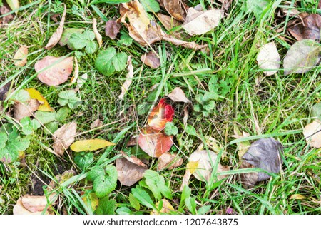 multicolored fallen leaves on green lawn in urban garden in october