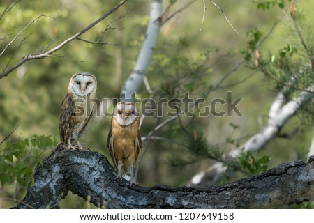 Picture of a barn owls sitting on the birch tree in the forest. lat. Tytonidae