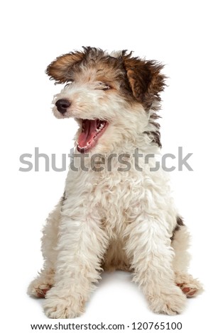 funny fox terrier puppy with open jaws on white background