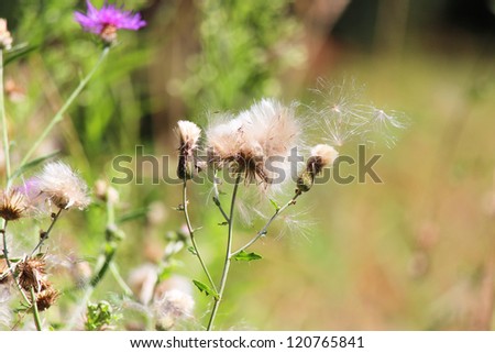 Thistle close up in England.