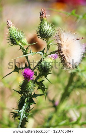 Thistle close up in England.