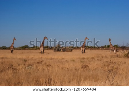 Wild giraffes (Giraffa camelopardalis) in namibia, Africa