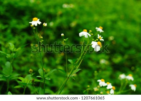small White flowers at beautiful with grass background