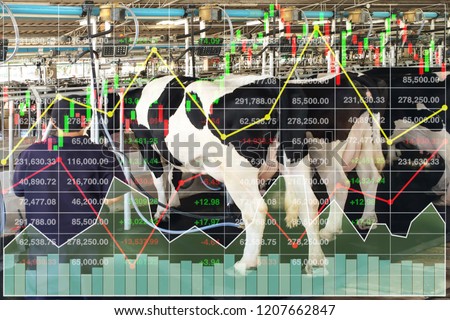 Stock financial index data background shown successful of investment  on equipment and technology produces milking cows business and food argriculture industrial with graph and chart.