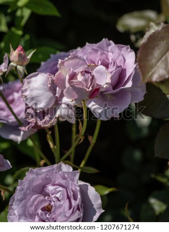 Outdoor nature color flower macro of blooming violet rose blossoms on a shrub with bud,detailed texture,natural green background on a sunny summer day